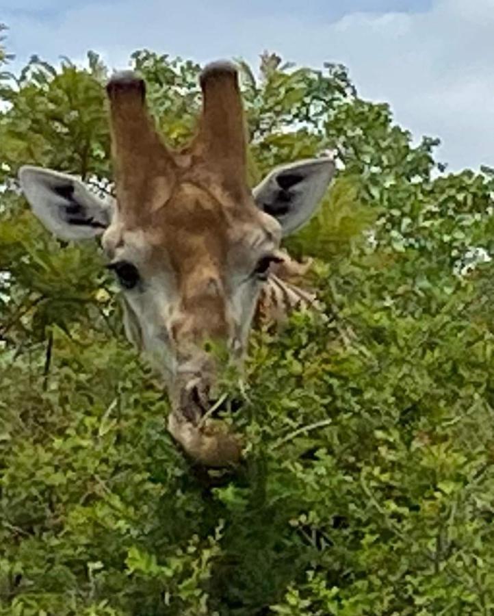 פאלאבורווה Overnight Stop Before Kruger National Park מראה חיצוני תמונה