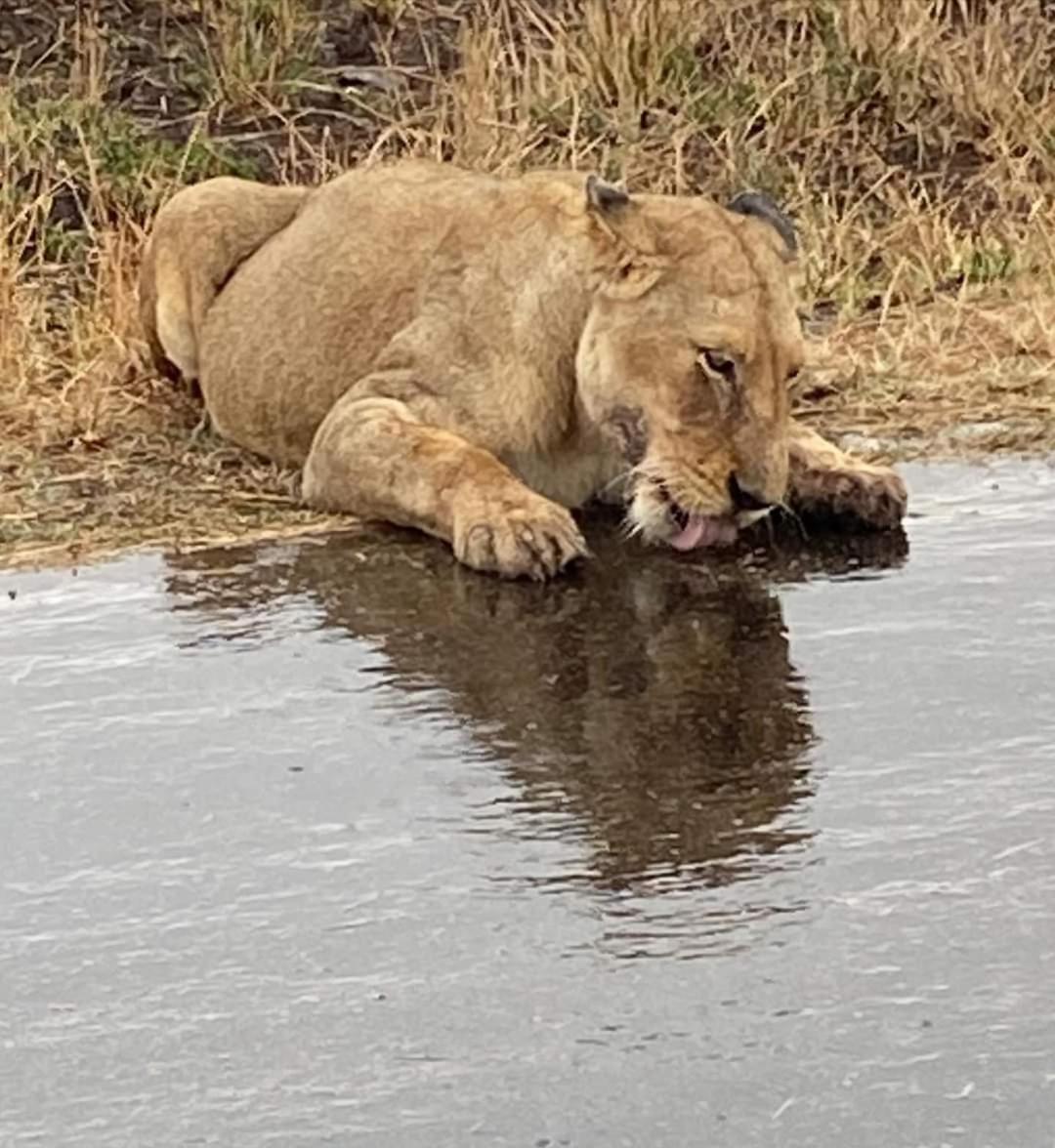 פאלאבורווה Overnight Stop Before Kruger National Park מראה חיצוני תמונה